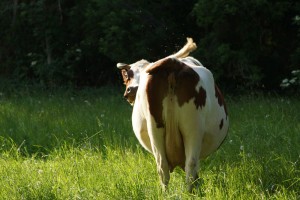 Bollheimer Kuh am Morgen
